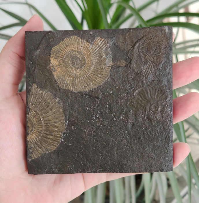 Dactylioceras Ammonites | Germany