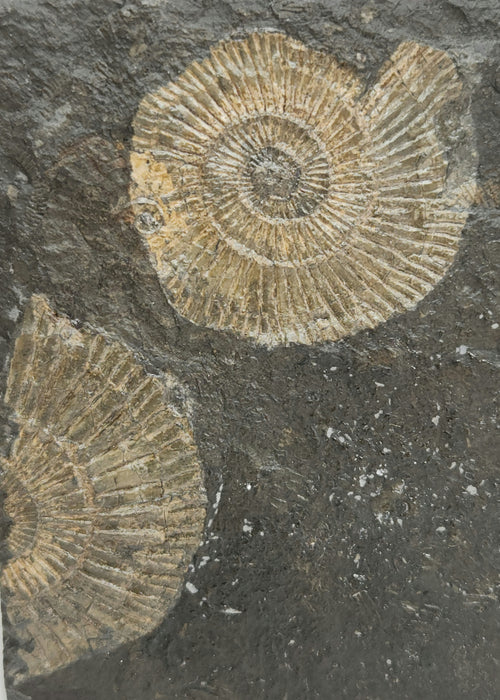 Dactylioceras Ammonites | Germany