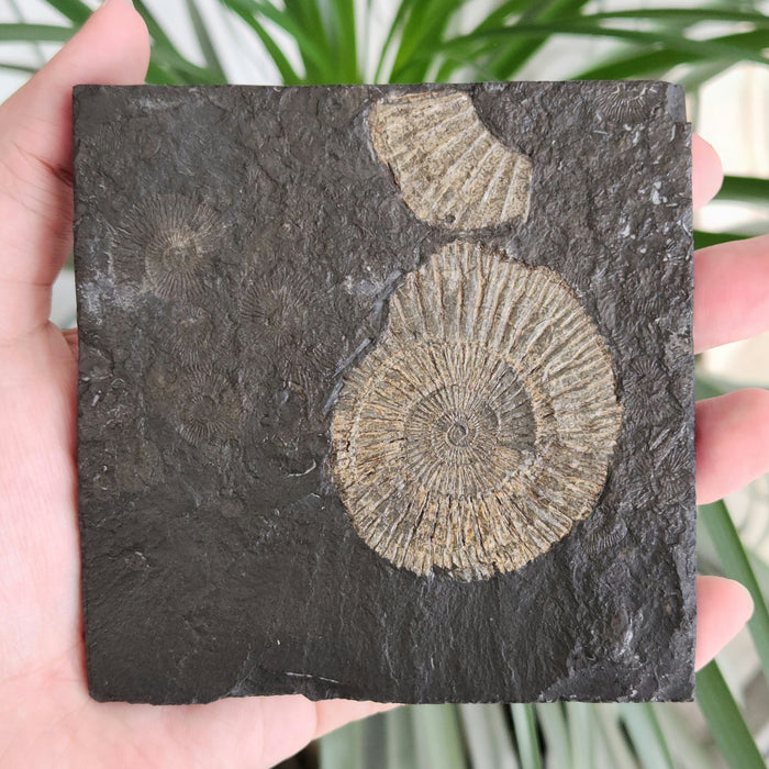 Dactylioceras Ammonite | Germany