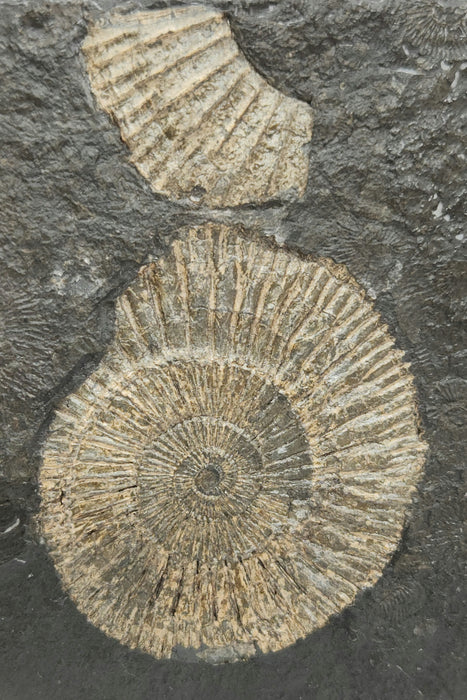 Dactylioceras Ammonite | Germany