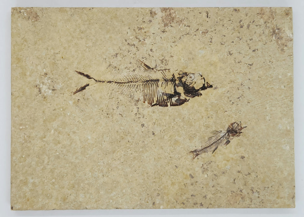 2.75" Diplomystus dentatus & 1.5" Amphiplaga brachyptera | 100% Natural | Green River Formation | Wyoming