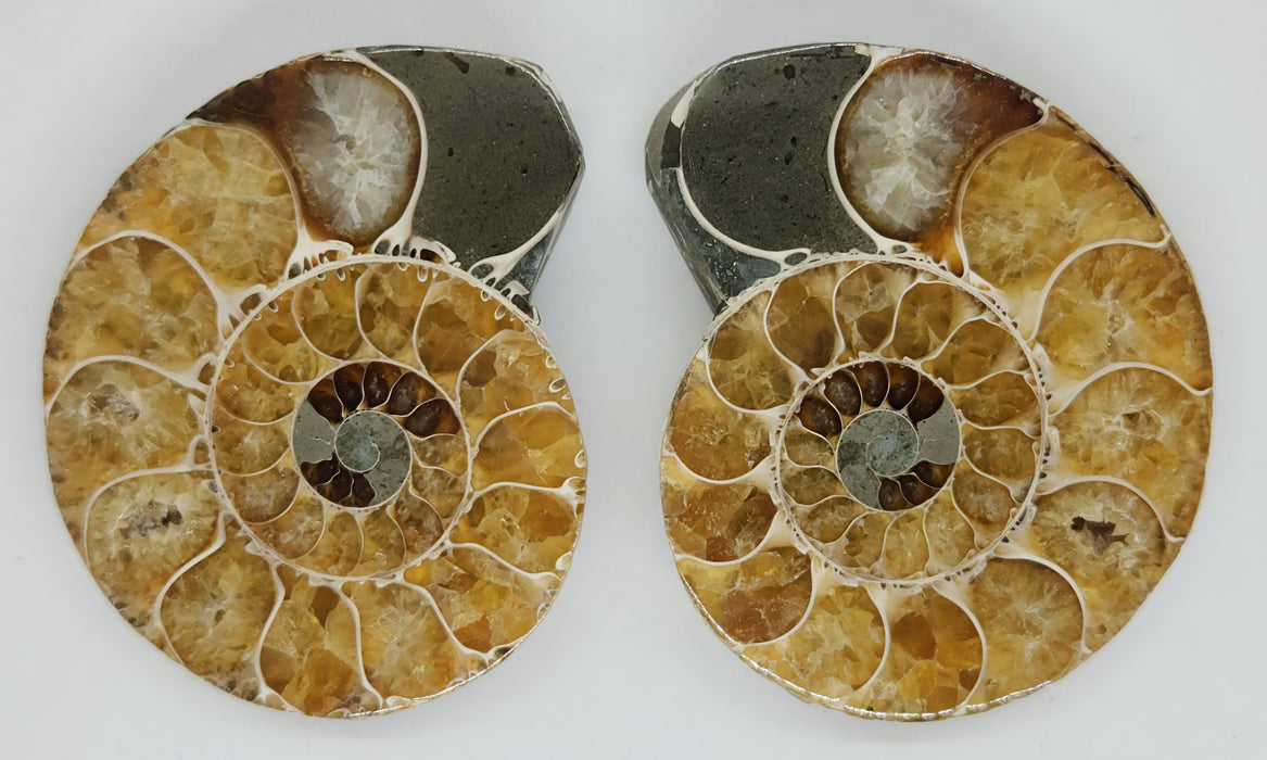 Ammonite Pair 2.75"