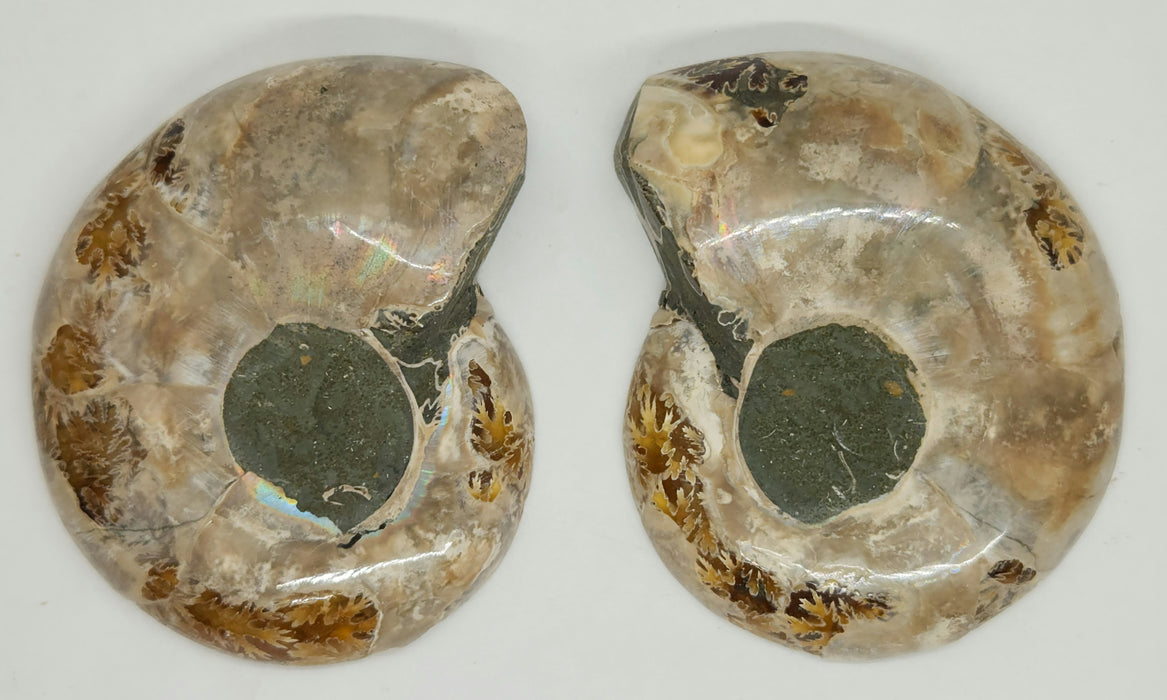 Ammonite Pair 2.75"