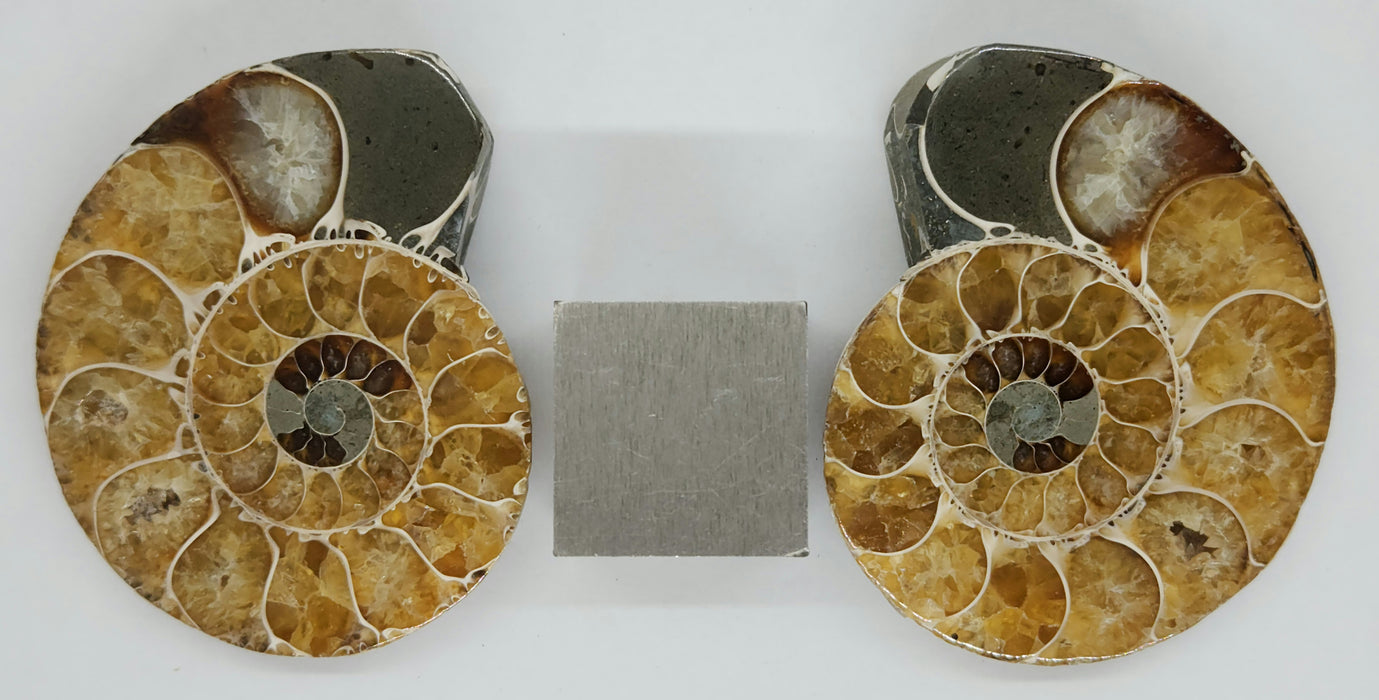 Ammonite Pair 2.75"