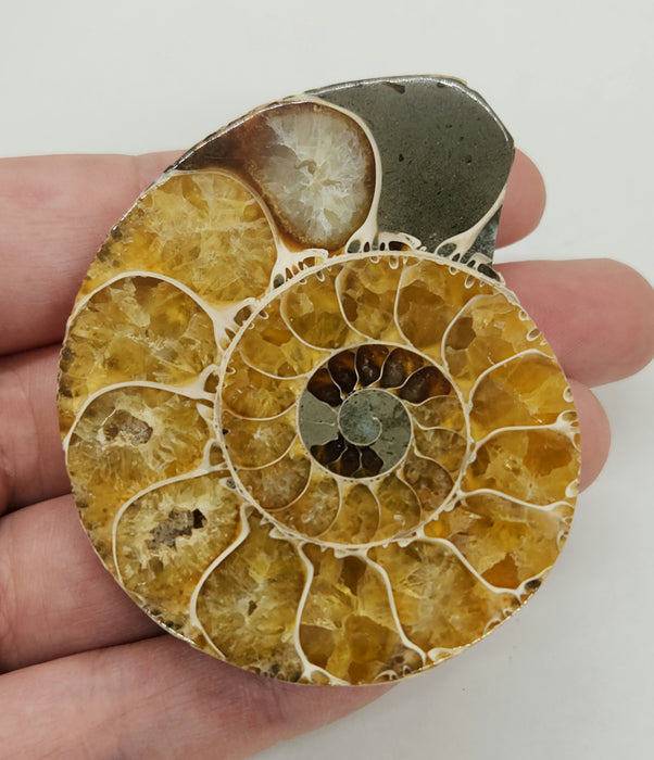 Ammonite Pair 2.75"