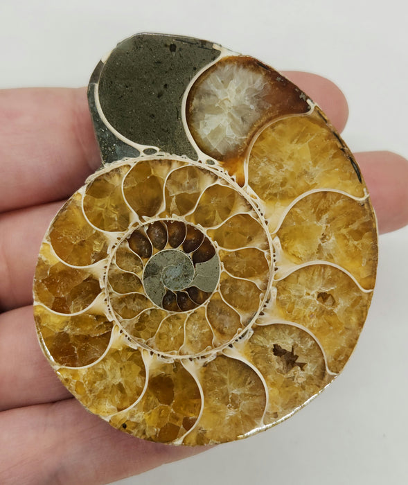 Ammonite Pair 2.75"