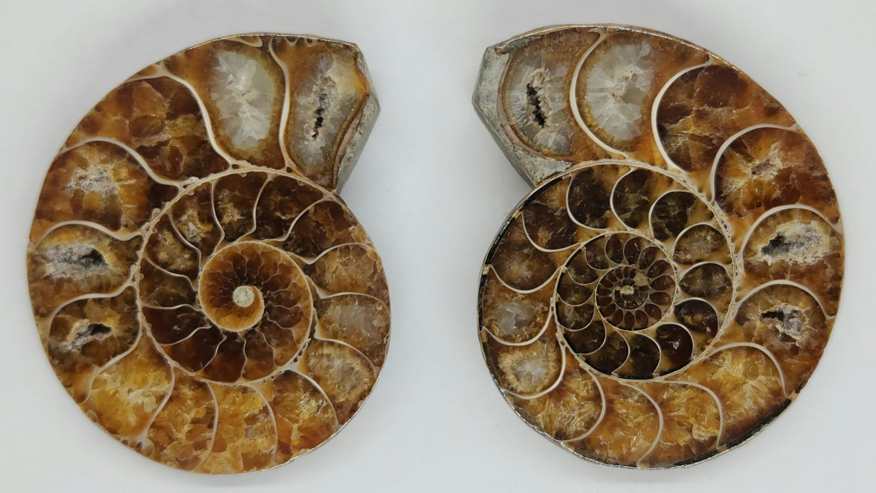 Ammonite Pair 2.5"