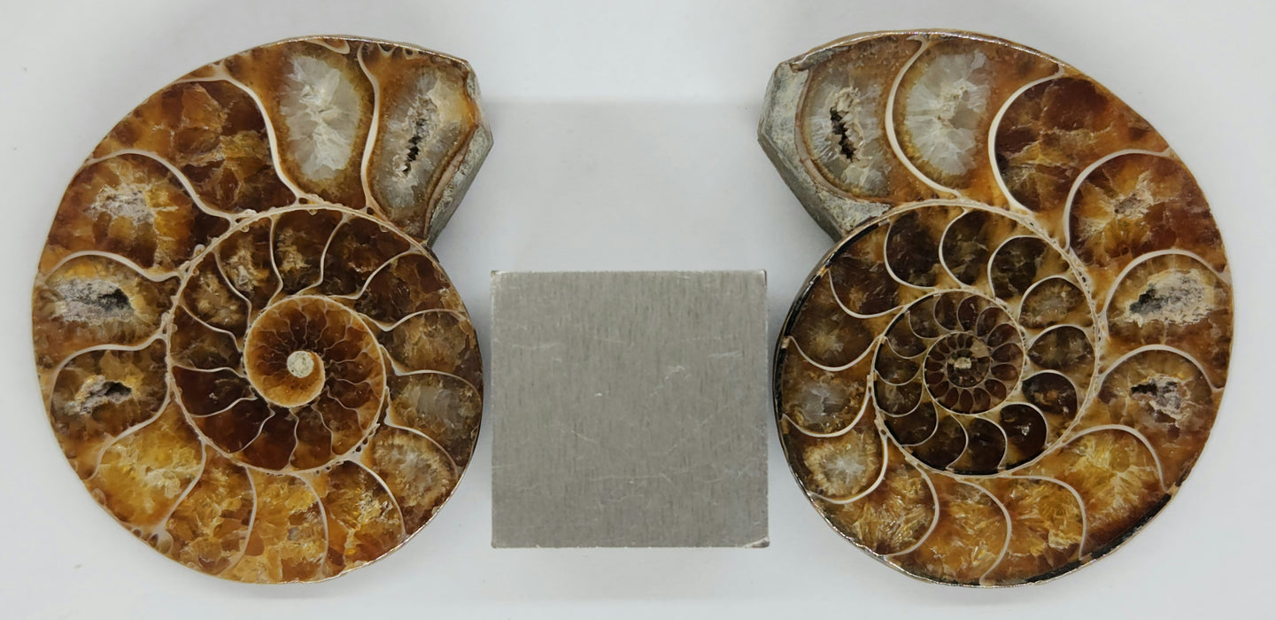 Ammonite Pair 2.5"