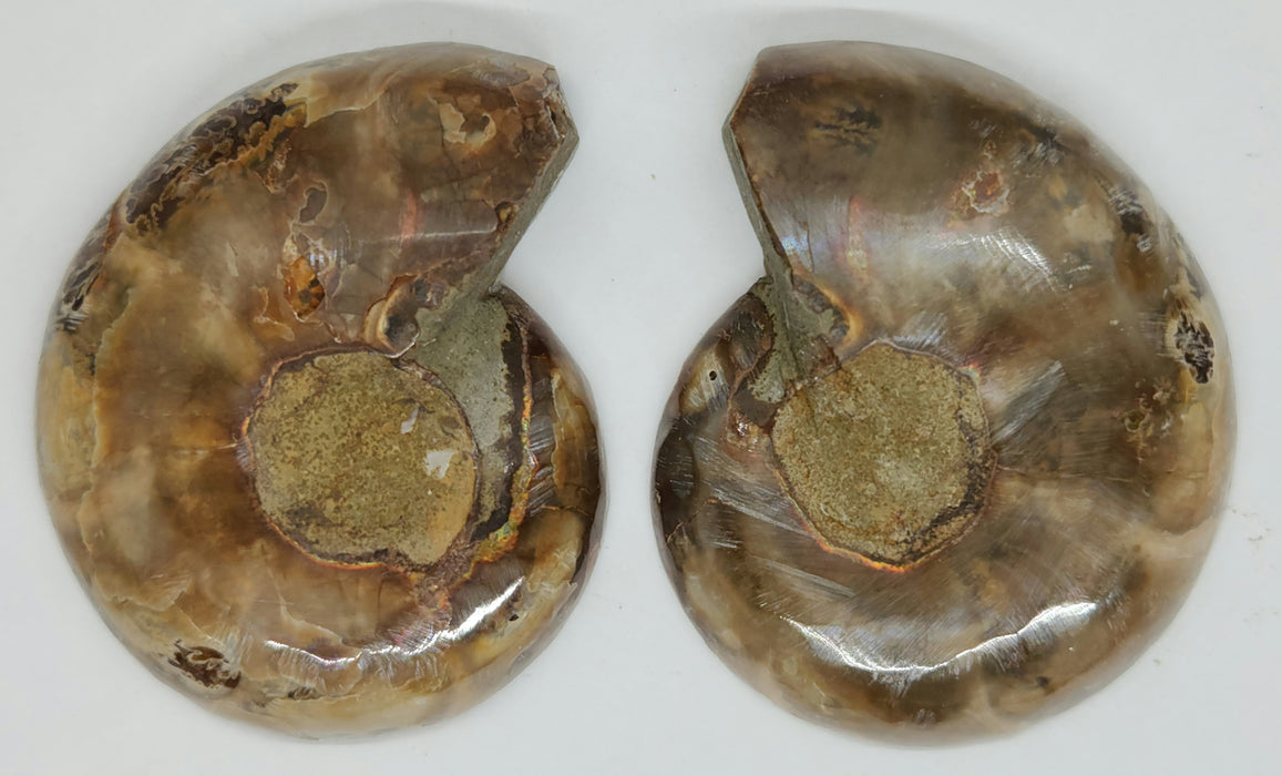 Ammonite Pair 2.5"