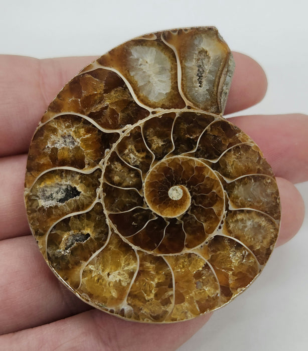 Ammonite Pair 2.5"