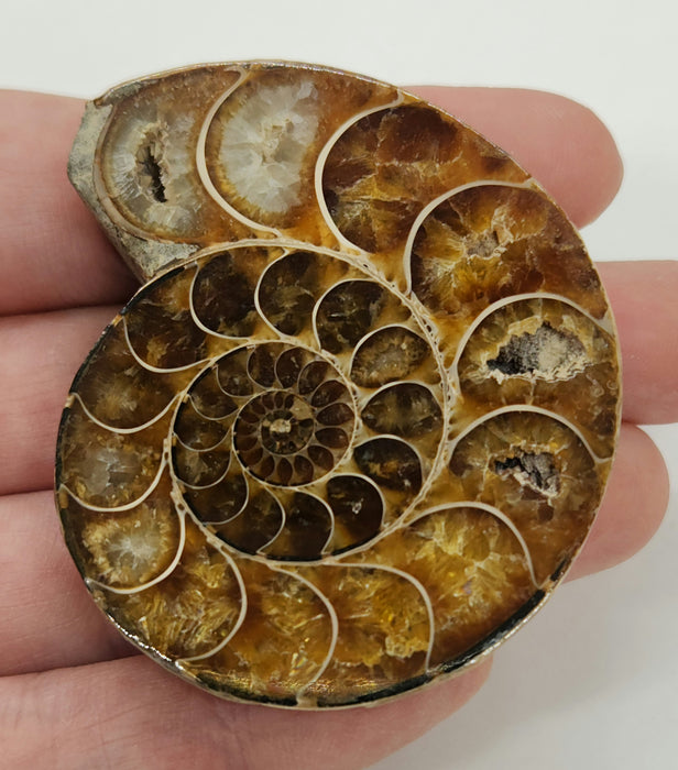 Ammonite Pair 2.5"