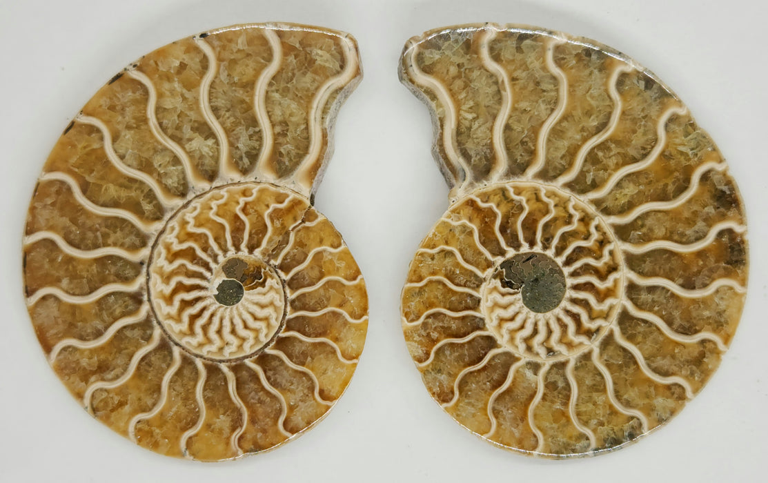 Ammonite Pair 2.5"