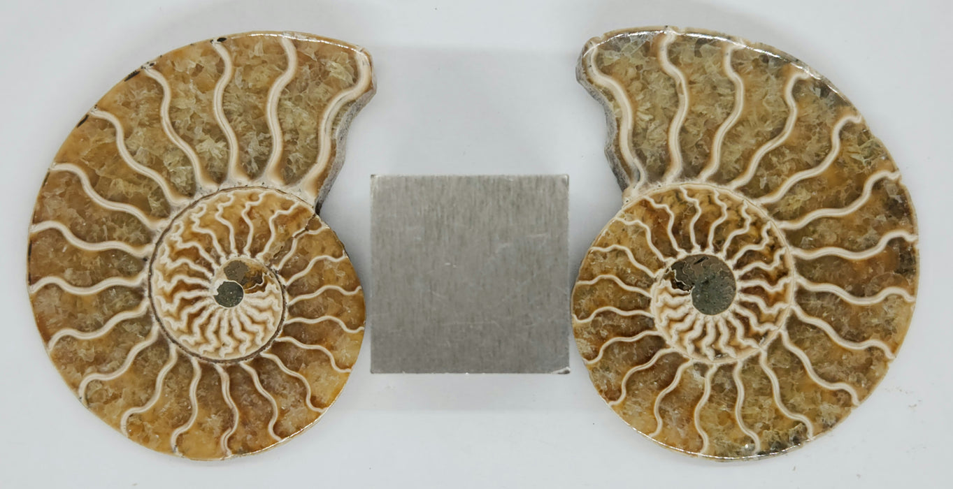 Ammonite Pair 2.5"