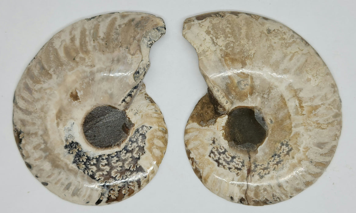 Ammonite Pair 2.5"