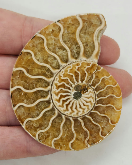 Ammonite Pair 2.5"