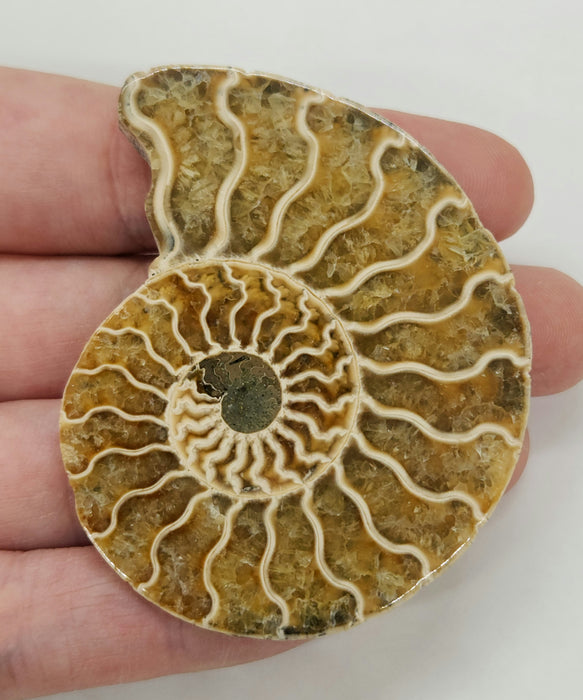 Ammonite Pair 2.5"