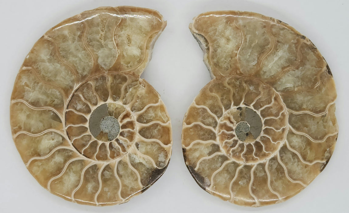 Ammonite Pair 3"