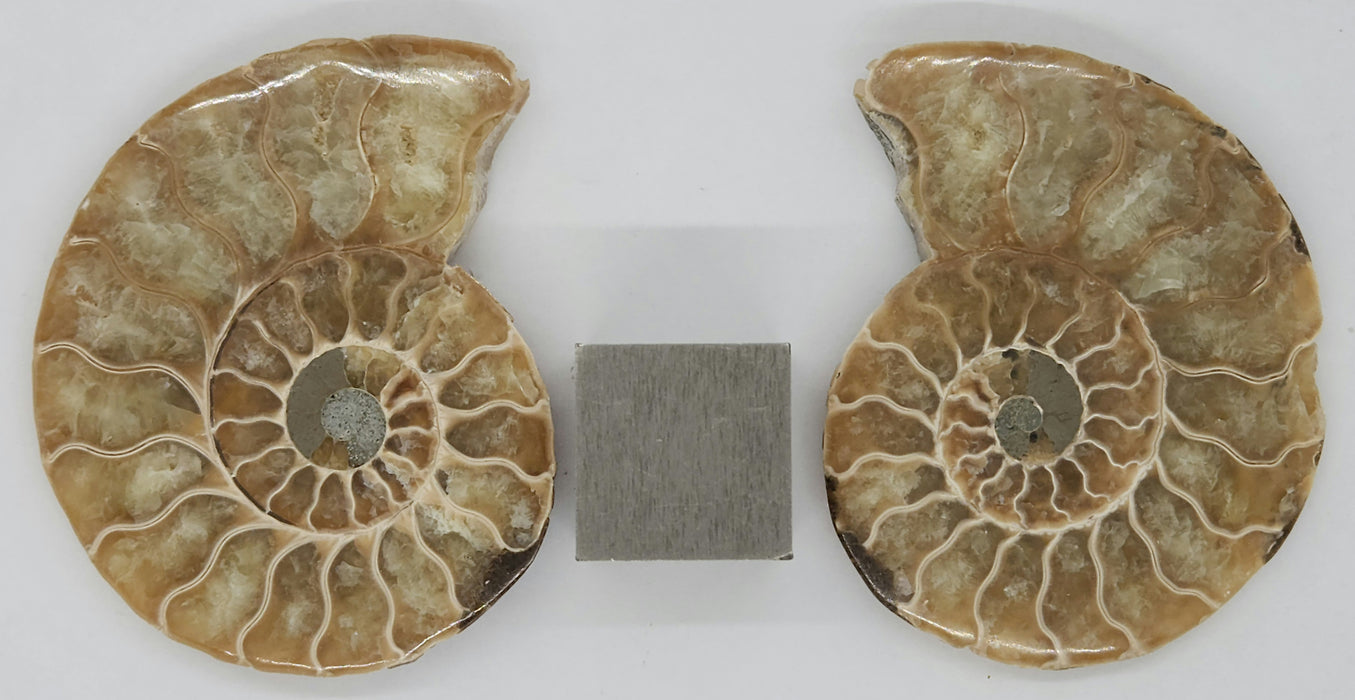 Ammonite Pair 3"