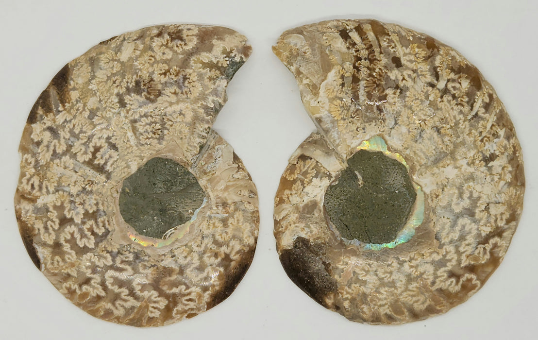 Ammonite Pair 3"