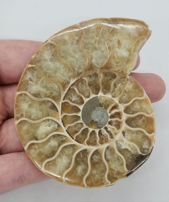 Ammonite Pair 3"