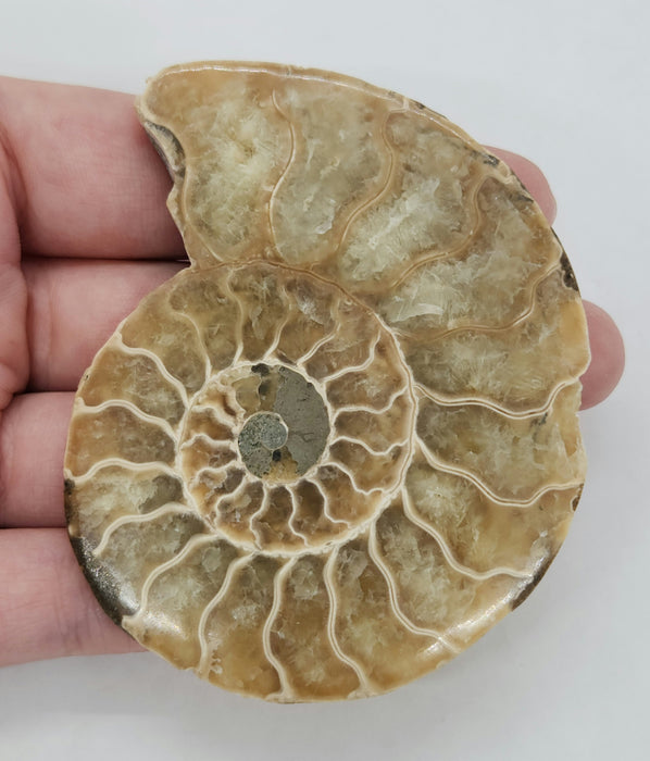 Ammonite Pair 3"