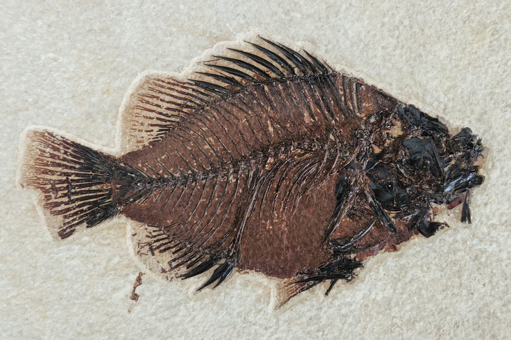 5" Cockerellites liops (formerly Priscacara liops) | 100% Natural | Green River Formation | Wyoming