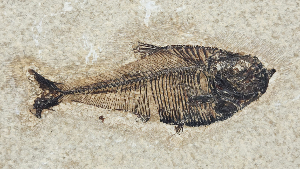 3.5" Diplomystus dentatus | Green River Formation | Wyoming