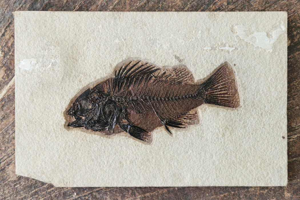 5.5" Priscacara serrata Fossil Fish | Green River Formation | Natural Specimen