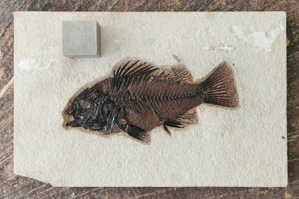 5.5" Priscacara serrata Fossil Fish | Green River Formation | Natural Specimen