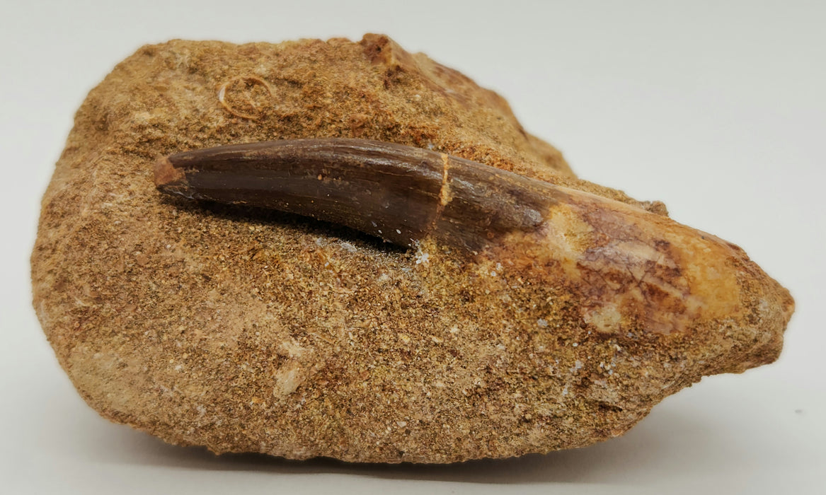 Plesiosaur Tooth in Matrix