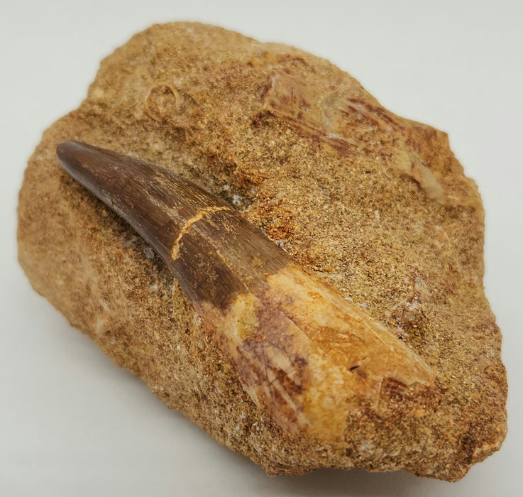 Plesiosaur Tooth in Matrix