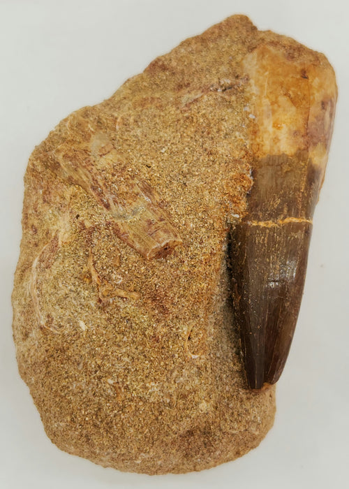 Plesiosaur Tooth in Matrix