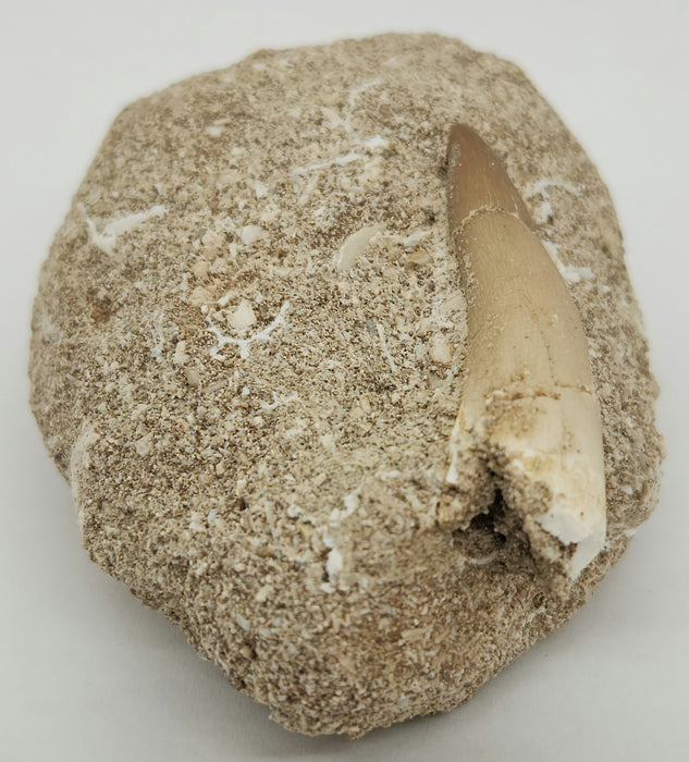 Plesiosaur Tooth in Matrix