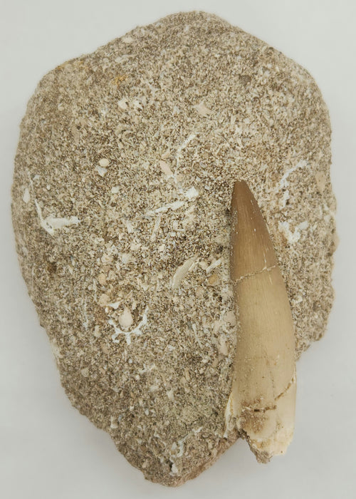 Plesiosaur Tooth in Matrix