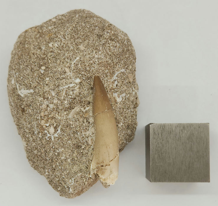 Plesiosaur Tooth in Matrix