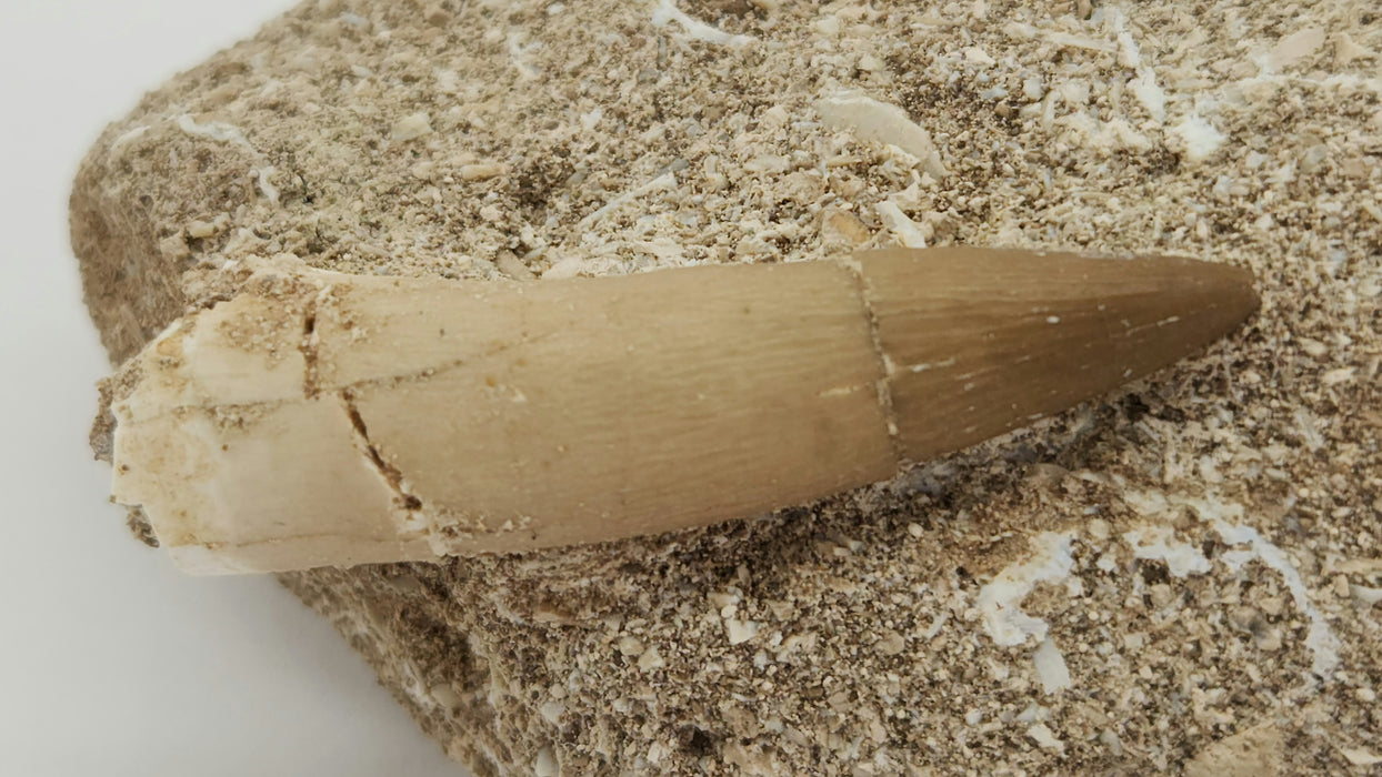 Plesiosaur Tooth in Matrix