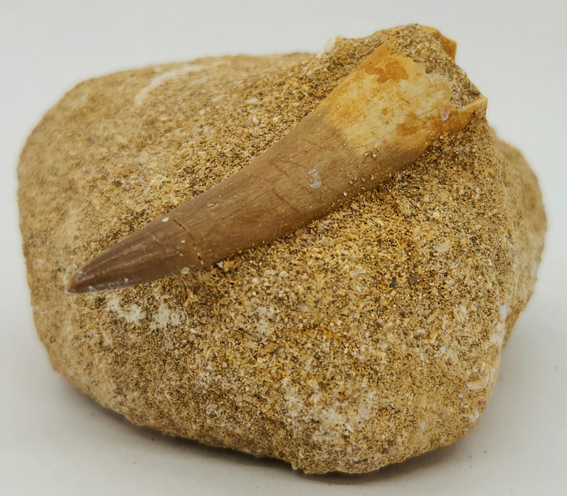 Plesiosaur Tooth in Matrix