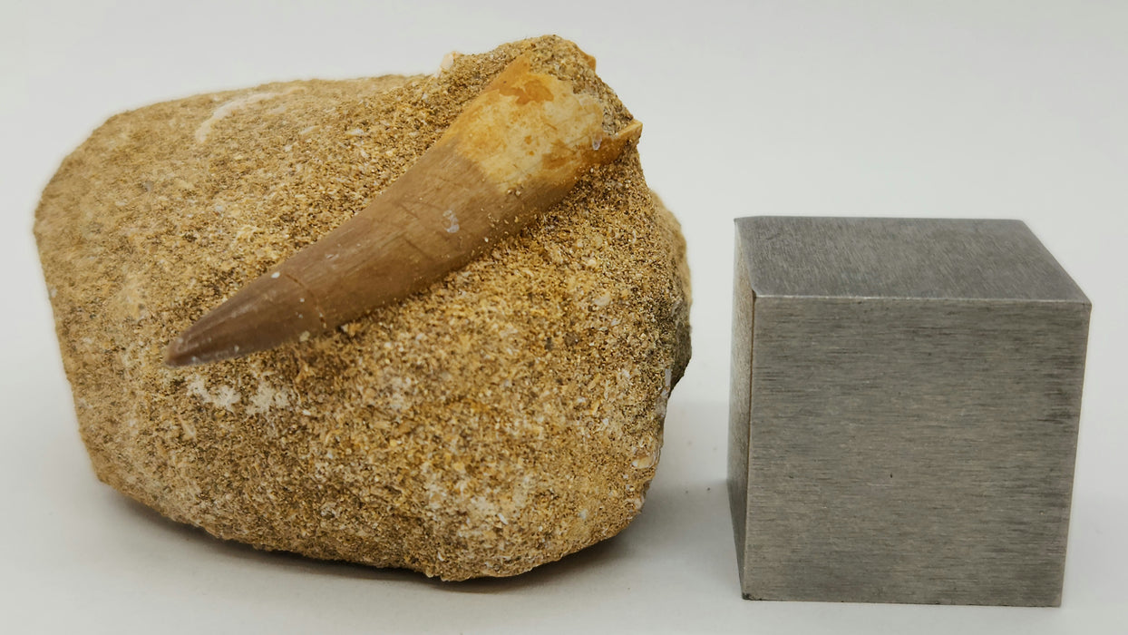 Plesiosaur Tooth in Matrix