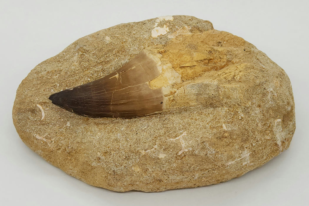 Huge Mosasaur Tooth in Matrix