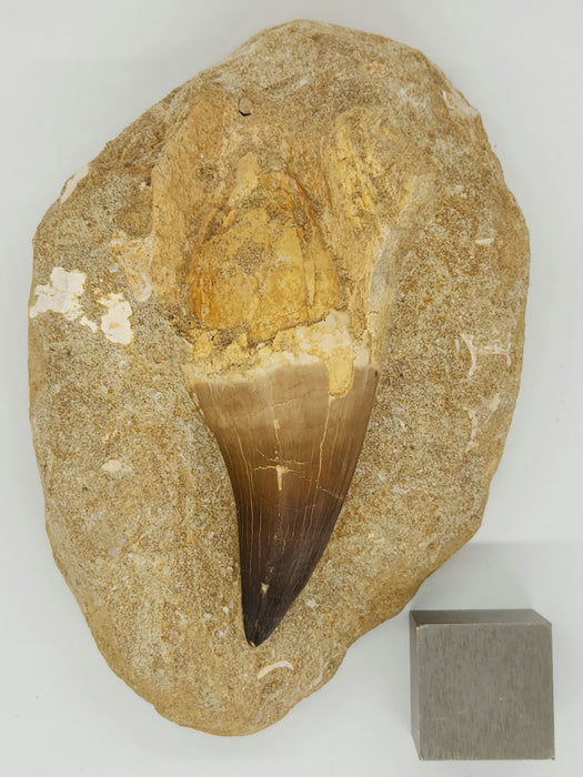 Huge Mosasaur Tooth in Matrix