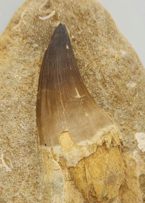 Huge Mosasaur Tooth in Matrix