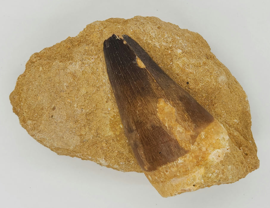 Huge Mosasaur Tooth in Matrix