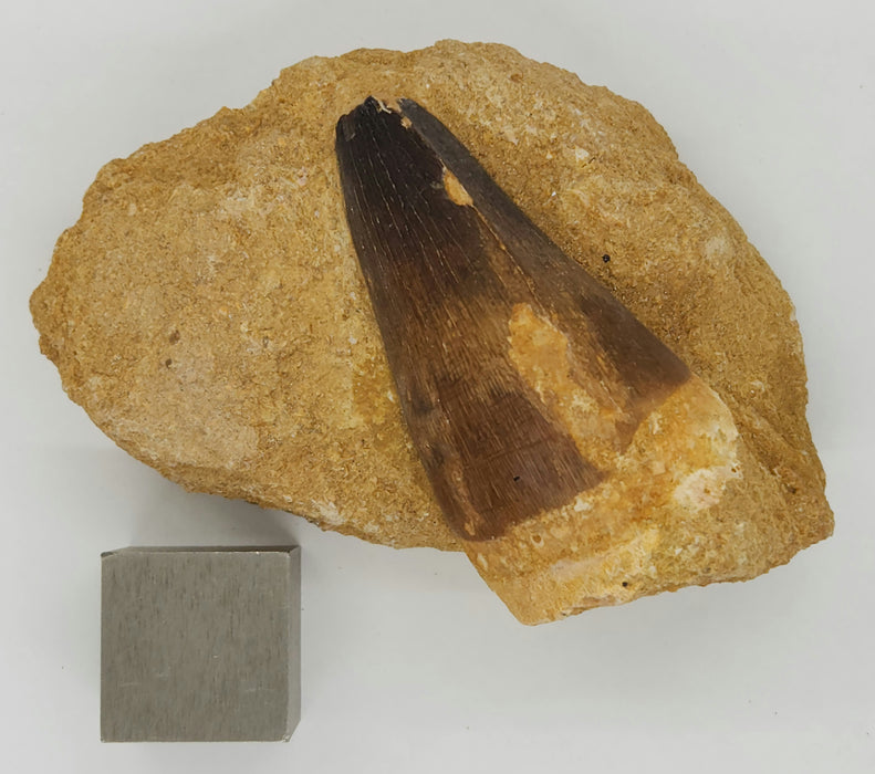 Huge Mosasaur Tooth in Matrix