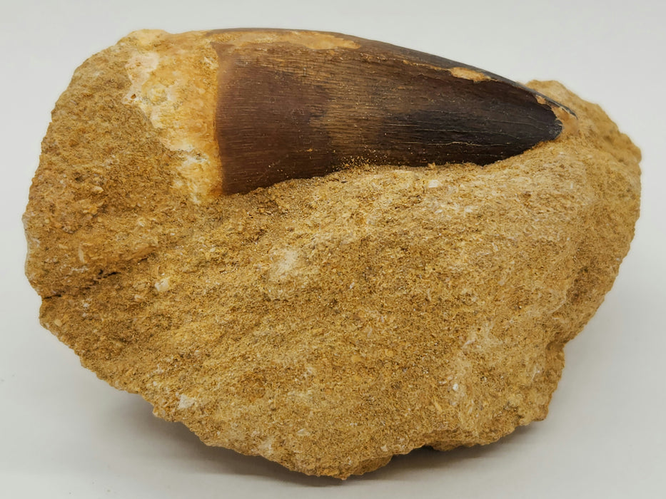 Huge Mosasaur Tooth in Matrix