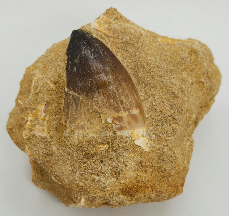 Huge Mosasaur Tooth in Matrix