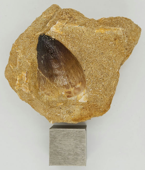 Huge Mosasaur Tooth in Matrix