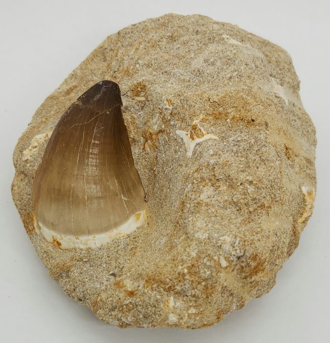 Huge Mosasaur Tooth in Matrix