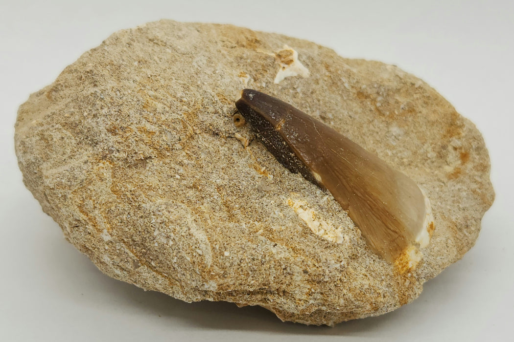 Huge Mosasaur Tooth in Matrix