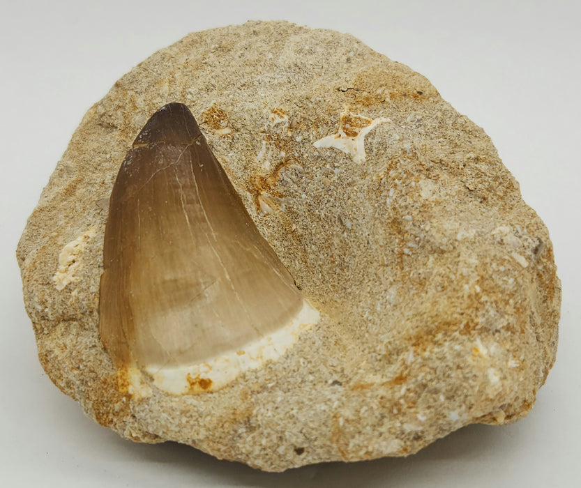 Huge Mosasaur Tooth in Matrix