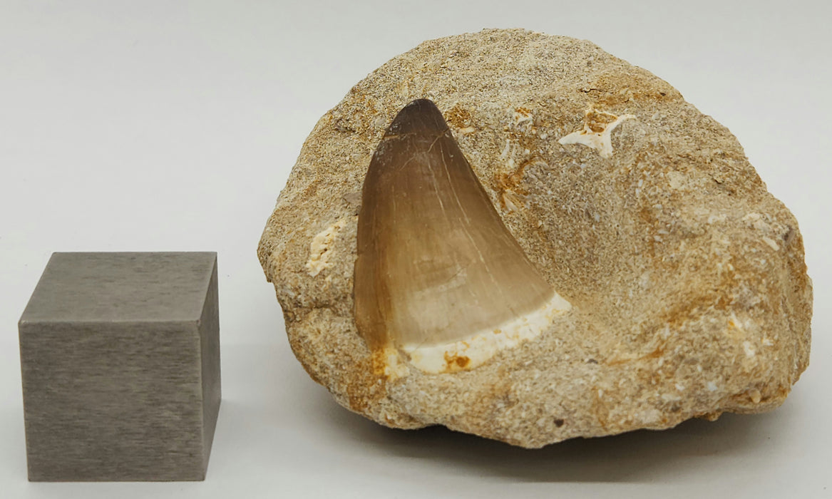 Huge Mosasaur Tooth in Matrix